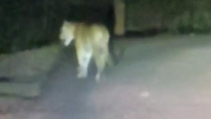 सोहागपुर: राहगिरों को सड़क पर घूमता दिखा बाघ,वीडियो हुआ वायरल