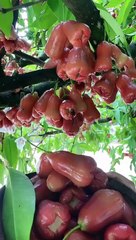 Enjoy beautiful nature with rural life