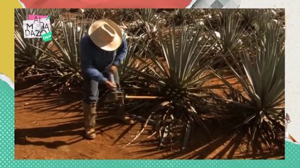 ¡Tequila mexicano, mejor bebida alcóholica del mundo!