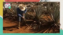 ¡Tequila mexicano, mejor bebida alcóholica del mundo!