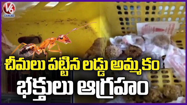 Vijayawada Kanaka Durga Temple Agent Negligence Leads Devotees Angry Laddu Prasadam | V6 News