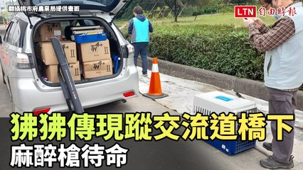 狒狒逃逸！台66線新屋交流道橋下最新蹤跡，麻醉槍待命🦍