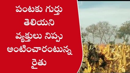 ప్రకాశం: తగలబడిన మొక్కజొన్న సొప్ప పంట