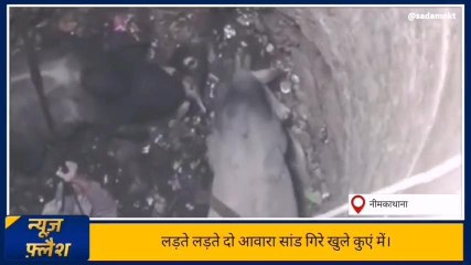 नीमकाथानाः लड़ते-झगड़ते कुएं में जा गिरे दो सांड लेकिन जारी रही जंग, देखें ये वीडियो