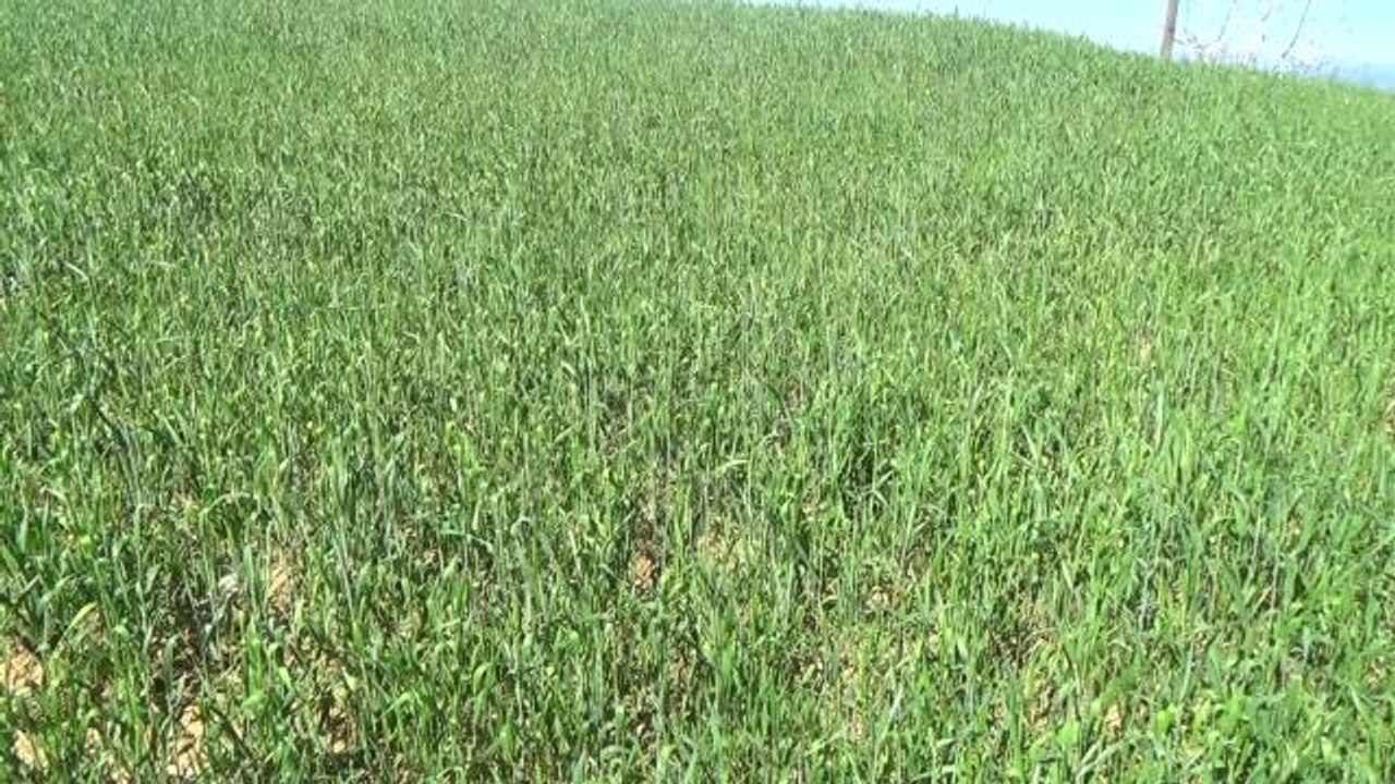 Kadirlili Çiftçi: "Sıcaktan Yağmur Yağmadı. Ekin Korktu, Başak Çıkarttı"