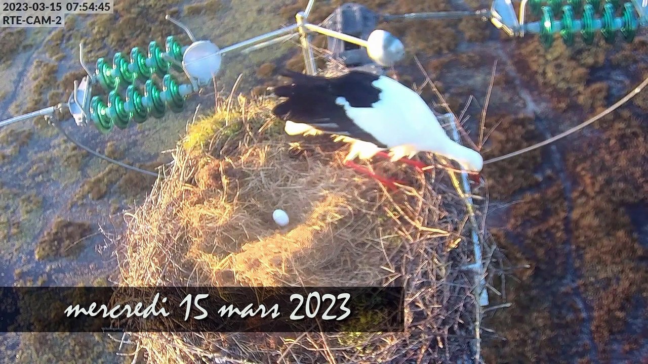 Caméras cigognes 2023 - résumé pontes nid2