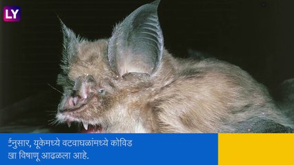 New Covid-Like Virus: शास्त्रज्ञांनी चिंताजनक बातमी,  वटवाघळांमध्ये आढळला कोविड सारखा विषाणू, मानवांना करू शकतो संक्रमित