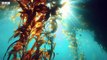 Are Underwater Farms the Future of Food? - Our Frozen Planet I BBC Earth