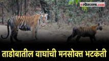 Tadoba Tiger Reserve: ताडोबातील वाघाची कुटुंबासह केलेली मनसोक्त भटकंती कॅमेऱ्यात कैद | Viral Video