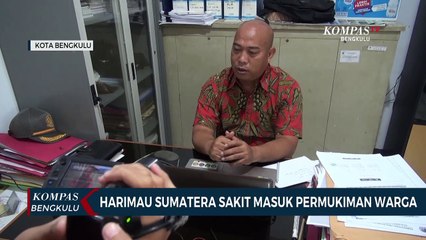 Harimau Sumatera Sakit Masuk Permukiman Warga