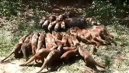 Las guerras de las mangostas de Uganda