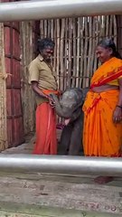 VIDEO: अब 4 महीने के अनाथ हाथी के बच्चे को मिलेगा बोम्मन-बेल्ली का प्यार