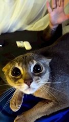 Scaredy Cat Unsettled by Bunny Mask