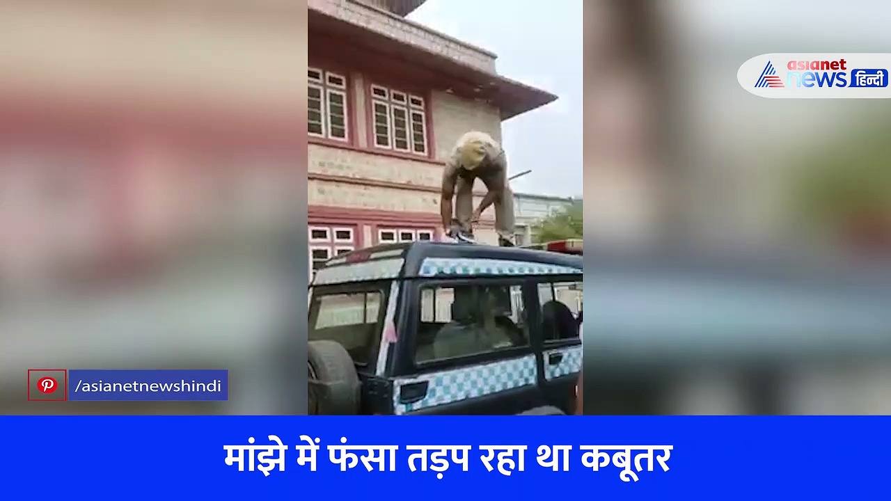 एक कबूतर लिए मसीहा बना पुलिसवाला: करोड़ों लोगों ने देखी इस कांस्टेबल की इंसानियत...देखें वीडियो