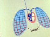 Schoolhouse Rock! Schoolhouse Rock! Science Rock E004 – Do the Circulation