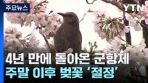 우리나라 최대 벚꽃 축제 군항제...4년 만에 '노 마스크' / YTN