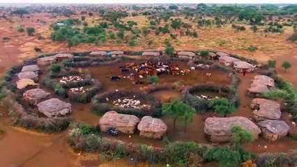 Maasai Tribe Takes Weapons To Fight The Fierce Lion To Warn The End When Of Dare To Attack The Cows