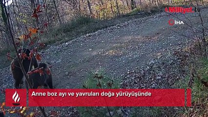 Anne boz ayı ve yavruları doğa yürüyüşünde