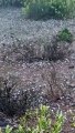 ओलो की बरसात से खेतों में जमी बर्फ की चादर, दे​खिए वीडियो