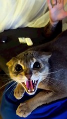 Scaredy Cat Unsettled by Bunny Mask