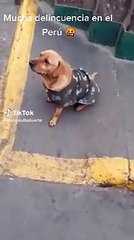 Perrito es intervenido por la PNP