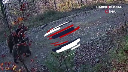 Anne boz ayı ve yavrularının doğa yürüyüşü fotokapana yansıdı