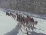 Ballade en chiens de traineau  dans les Hautes-Alpes
