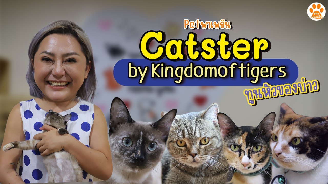 Pet พาเพลิน พาเที่ยว  Catster by Kingdomoftigers