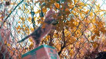 4K Quality Animal Footage - Cats and Kittens Beautiful  - Viral Cat