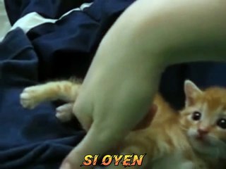 Si oyen