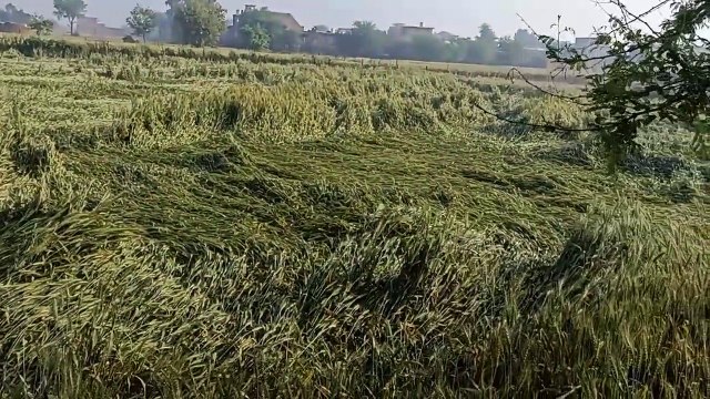 Uneasiness among sons of soil due to change in weather, ready crops fell upside down in the fields