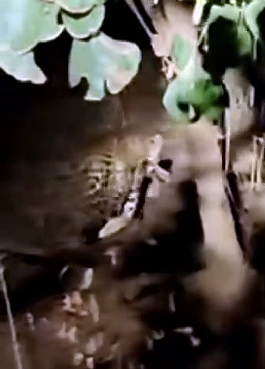 बिजावर से बड़ामलहरा मार्ग के बिलगाएं गांव के पास सड़क किनारे दिखा तेंदुआ