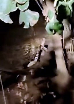 बिजावर से बड़ामलहरा मार्ग के बिलगाएं गांव के पास सड़क किनारे दिखा तेंदुआ