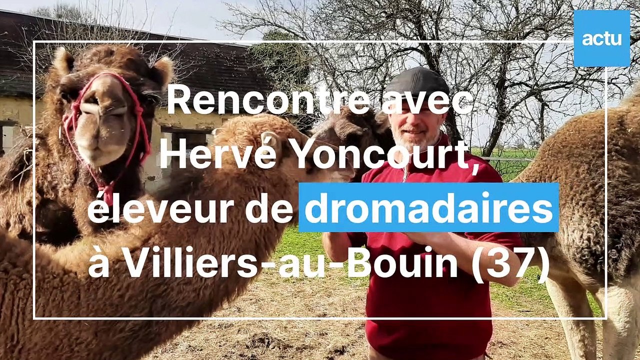 Hervé Yoncourt, éleveur de dromadaires en Indre-et-Loire