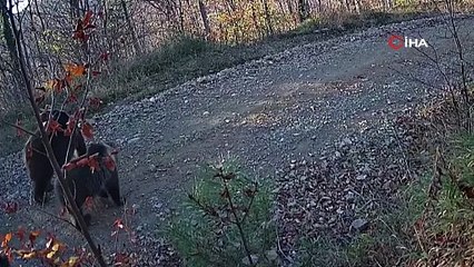 Anne boz ayı ve yavruların keyifli doğa yürüyüşü