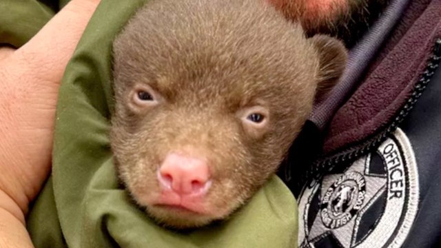 New Job Listing for the New Mexico Department of Game and Fish Includes ‘Bear Hugging’ as Key Duty