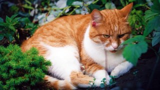 cute fat orange cat