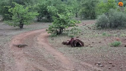 Giant Lizard Slaps Hyena in Face