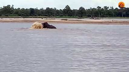 Crocodile Swings from Elephants Tail