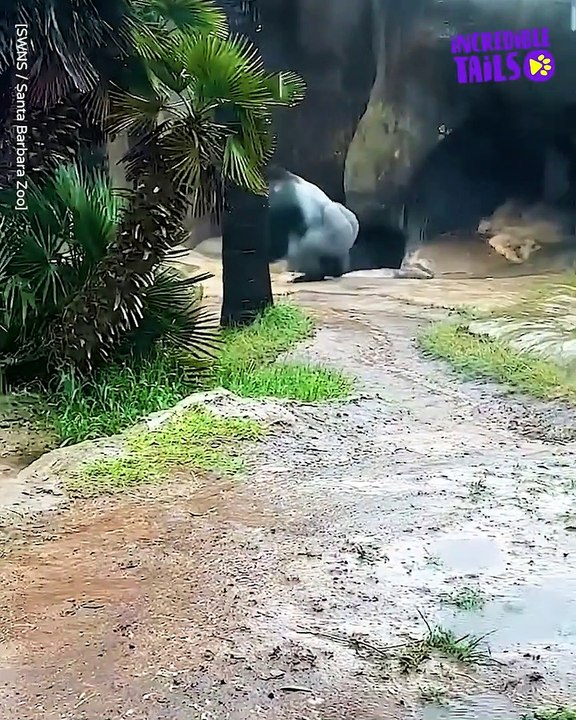 This gorilla  loves playing in the rain !!