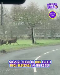 Oh deer, we're stuck in traffic !