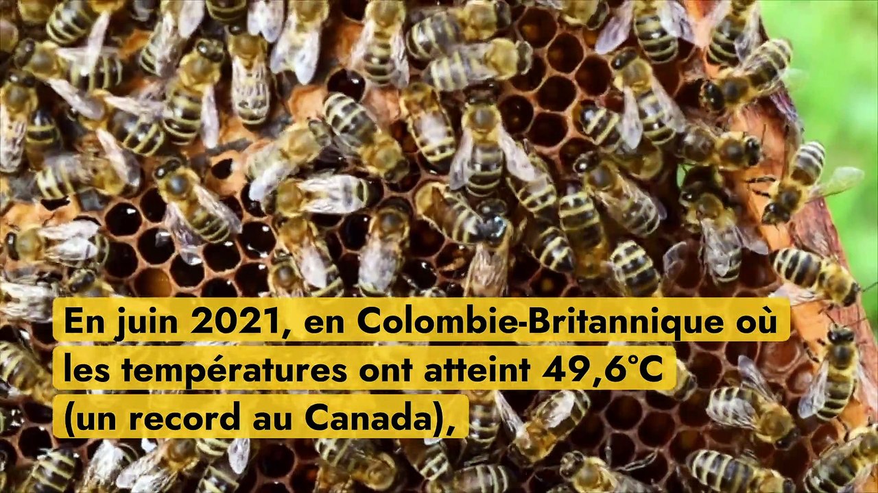 Canicule : les abeilles se suicident en cas de fortes chaleurs