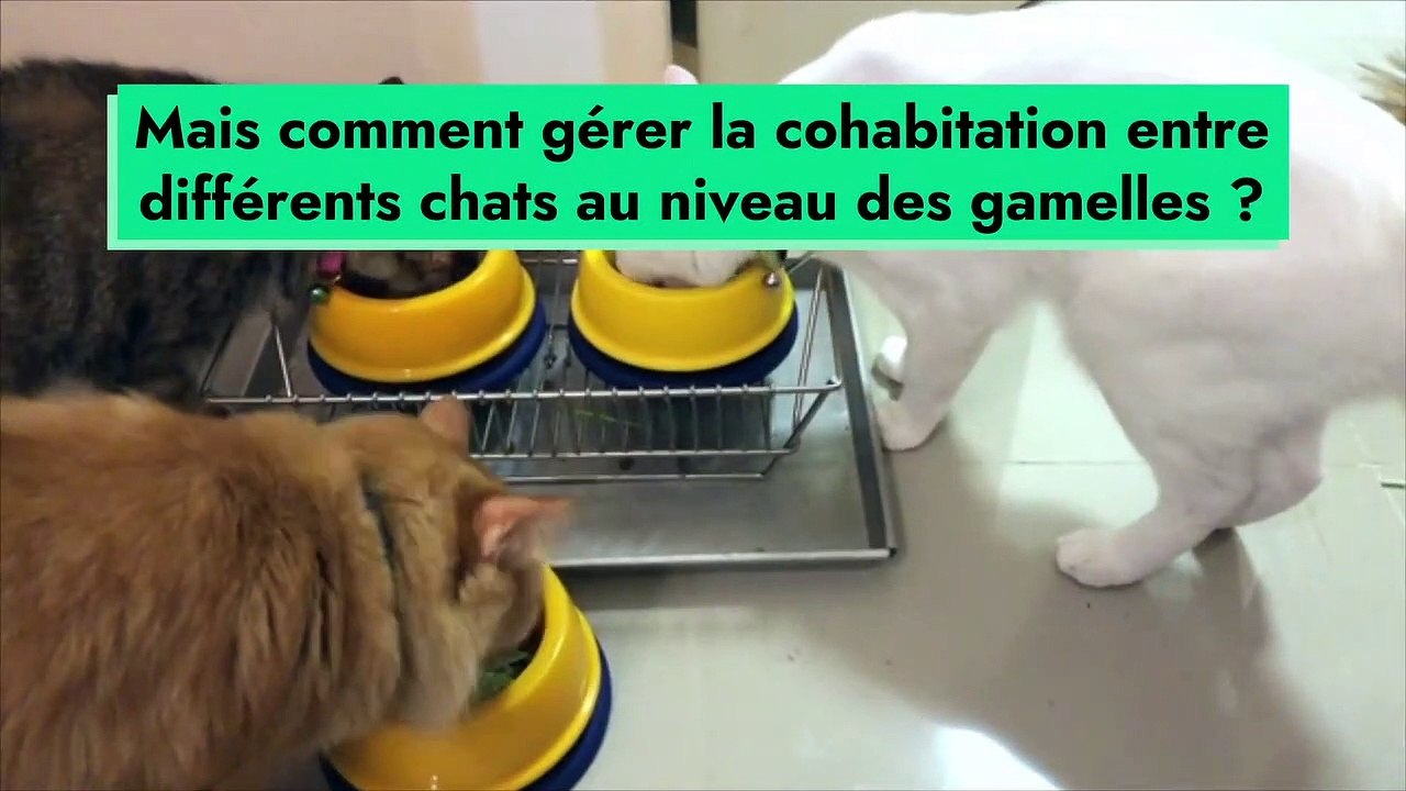Comment gérer la nourriture pour chat quand ils sont plusieurs ?