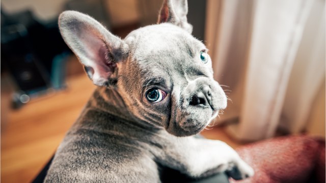 Heartbreak over a severely abused dog that was left ‘terrified of people’