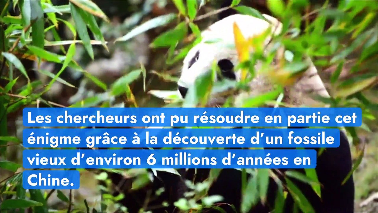Pourquoi le panda géant, espèce carnivore, ne mange que des bambous ?