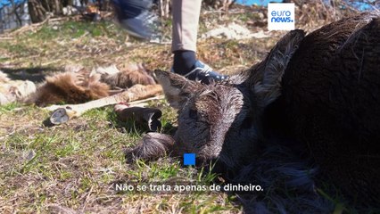 Lobos infernizam vida dos criadores de gado