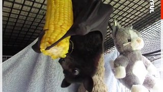 Rescued Bats Continue Recovery With Introduction to Corn on the Cob