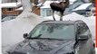 Man Records Optical Illusion of Moose Atop Car