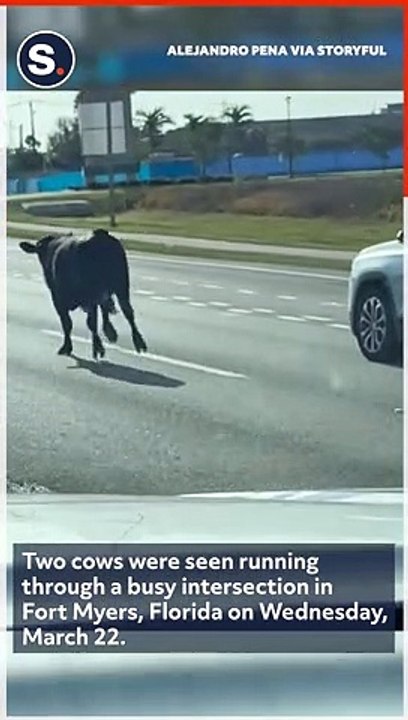 Cows Seen Running Through Busy Road