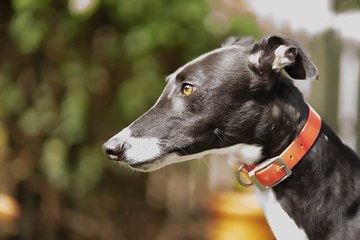 11 gorgeous greyhounds from Nottinghamshire in need of a forever home